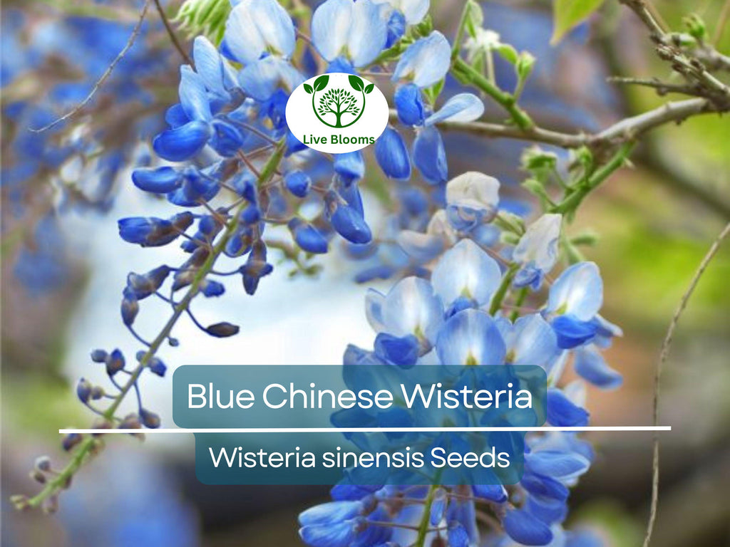 5 Blue Chinese Wisteria Seeds | Perennial Climbing Flower Vine Shrub (Wisteria sinensis), Fragrant Blooms, Fast-Growing, Garden Vine