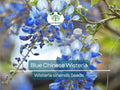5 Blue Chinese Wisteria Seeds | Perennial Climbing Flower Vine Shrub (Wisteria sinensis), Fragrant Blooms, Fast-Growing, Garden Vine