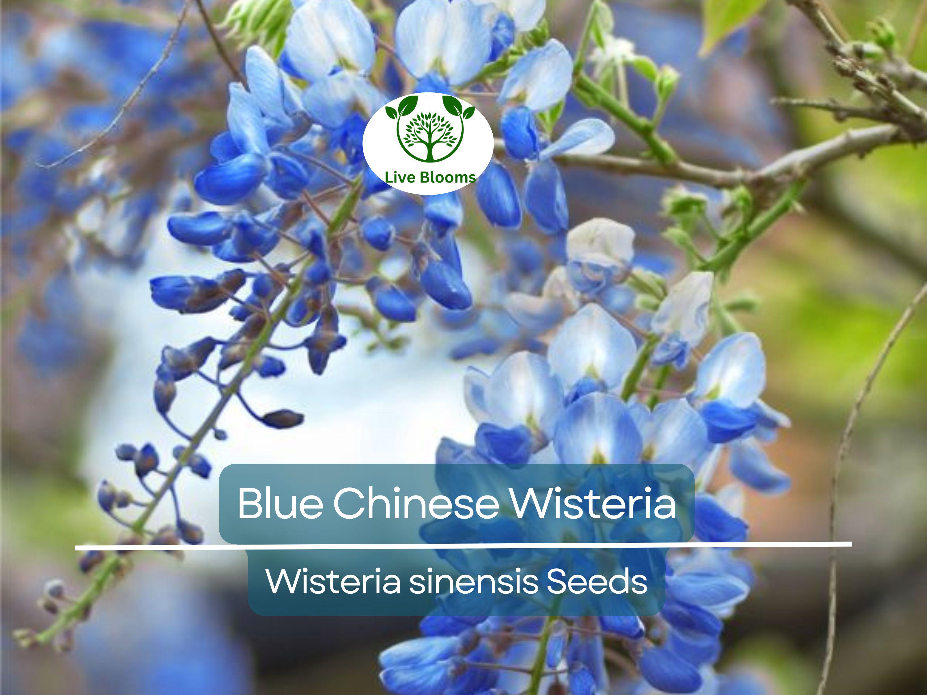 5 Blue Chinese Wisteria Seeds | Perennial Climbing Flower Vine Shrub (Wisteria sinensis), Fragrant Blooms, Fast-Growing, Garden Vine