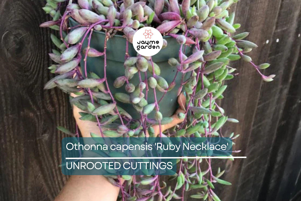 Othonna capensis 'Ruby Necklace' Succulent | 5 Live Cuttings | Unique, Trailing Plant