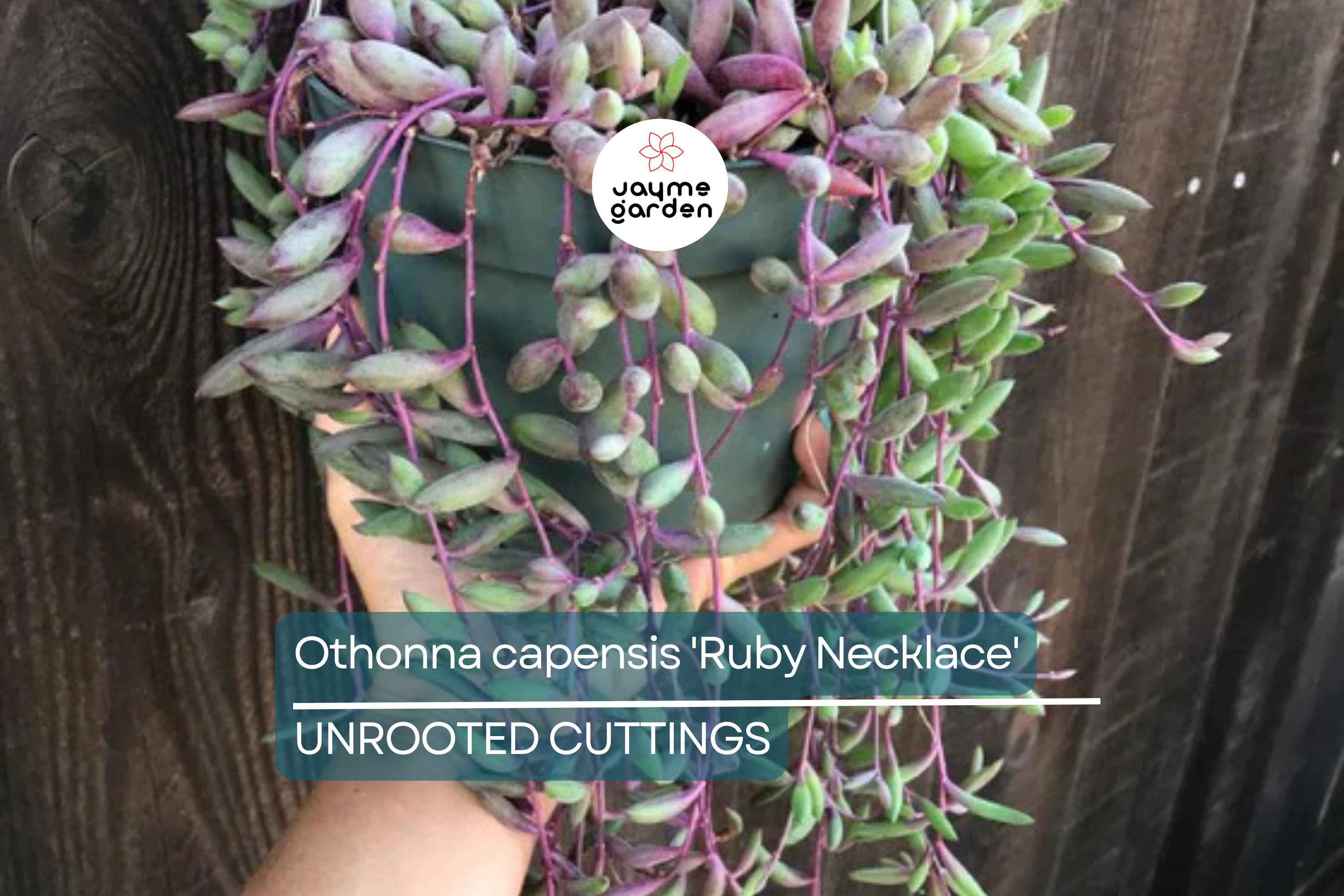 Othonna capensis 'Ruby Necklace' Succulent | 5 Live Cuttings | Unique, Trailing Plant
