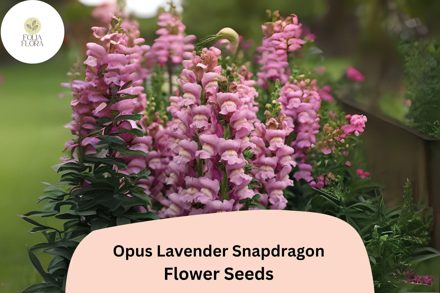Antirrhinum majus Opus Lavender Snapdragon Seeds – 1000+ Soft Purple Blooms for Garden & Cut Flowers