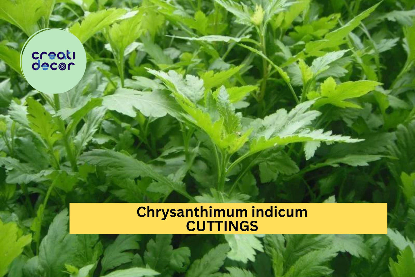 10 Chrysanthemum indicum Cuttings – 菊花脑 – Fresh Unrooted Stems for Easy Growing in Garden or Pot – Edible Ornamental – USA