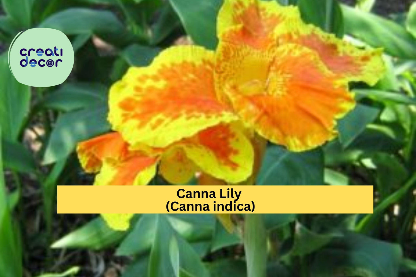 Canna Lily Indian Shot – 3 Bare Root Red Orange Rhizomes | Ornamental Flowering Bulbs