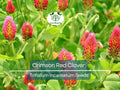 1000 Crimson Red Clover Seeds, Trifolium incarnatum, Non-GMO, Nitrogen Fixing Legume, Pollinator-Friendly, Red Flowers for Garden & Soil