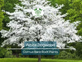 1 White Dogwood Tree – Cornus florida 12–24" Tall Bare Root Live Tree, Flowering Ornamental Tree for Landscape, Zones 5–9