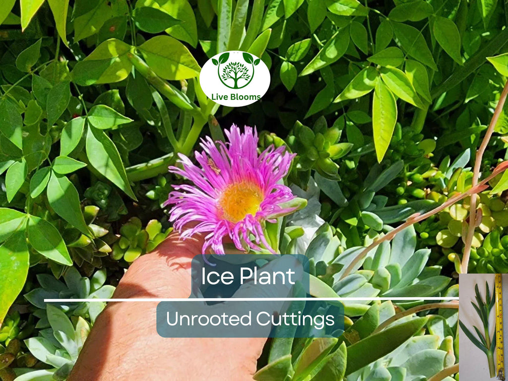 30x Magenta Delosperma Cooperi Hardy Ice Plant Unrooted Cuttings 5-6" | Vibrant Ground Cover, Easy Rooting, Perfect for Garden & Landscaping