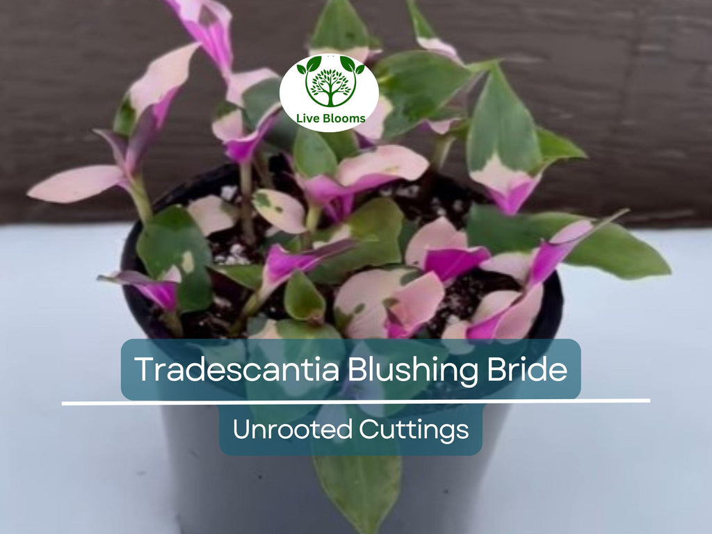 3 Unrooted Cuttings Variegated Tradescantia Blushing Bride Wandering Jew - Stunning Pink & White Leaves, Easy Propagation, Indoor Plant