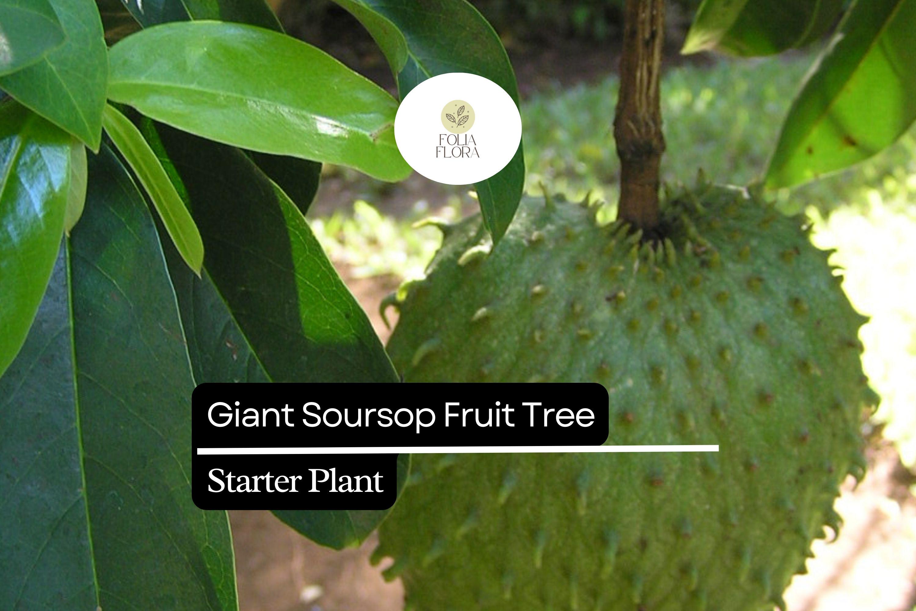 1 Giant Soursop Fruit Tree (Annona muricata) Live Starter Plant – 3’-4’