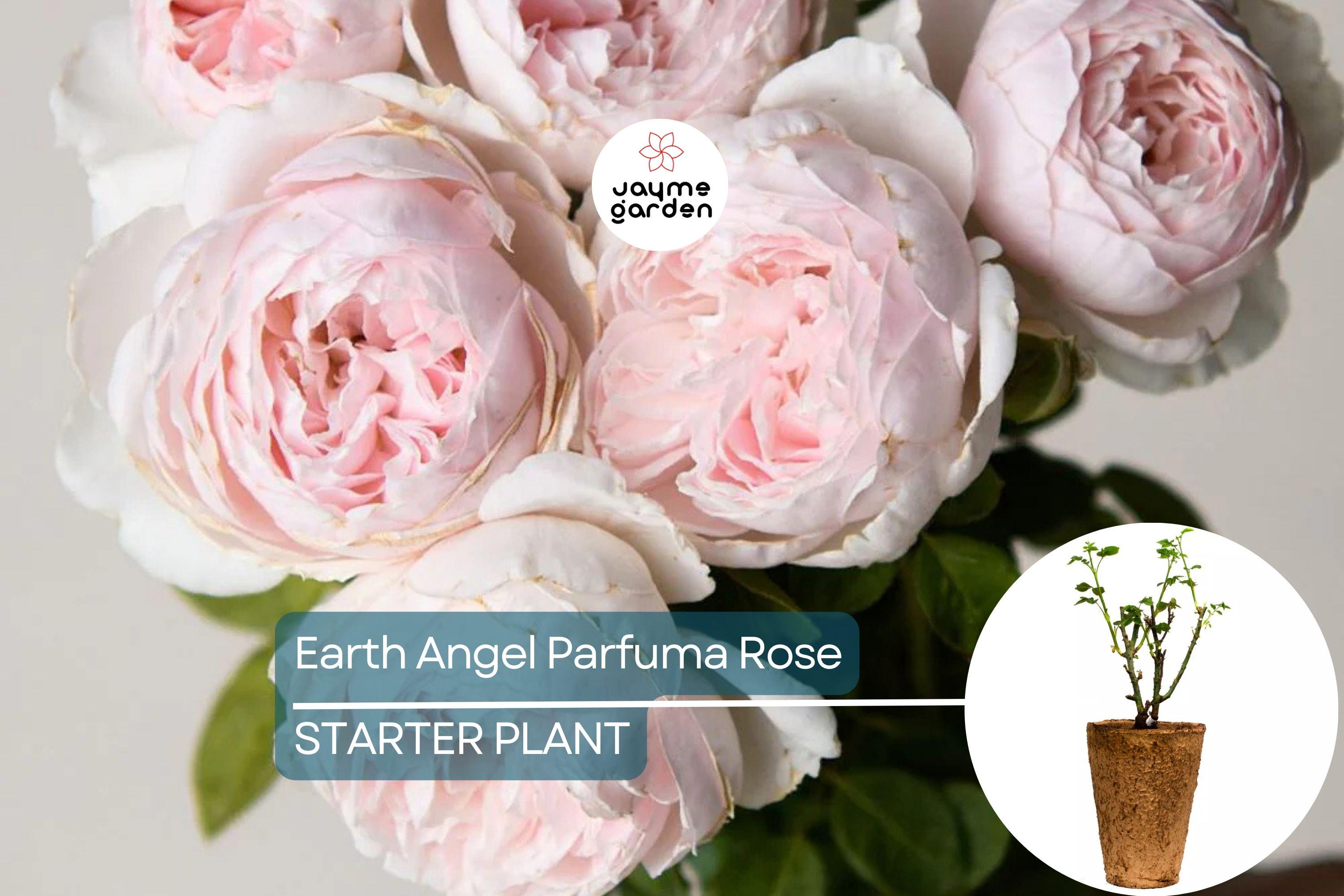Earth Angel Parfuma Rose – 1.5 Gal Pot | Very Fragrant Blush Pink Peony Blooms | Own-Root Floribunda | Zones 5-10