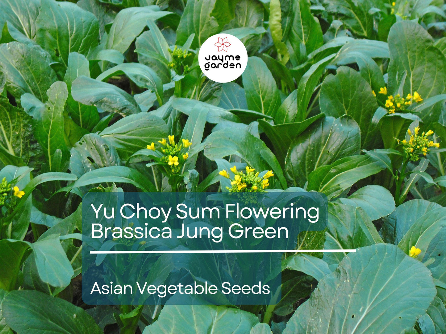 500mg Yu Choy Sum Seeds - Flowering Brassica Jung Green - Heirloom Non-GMO Asian Green for Stir-Fries, Soups, & Gardening