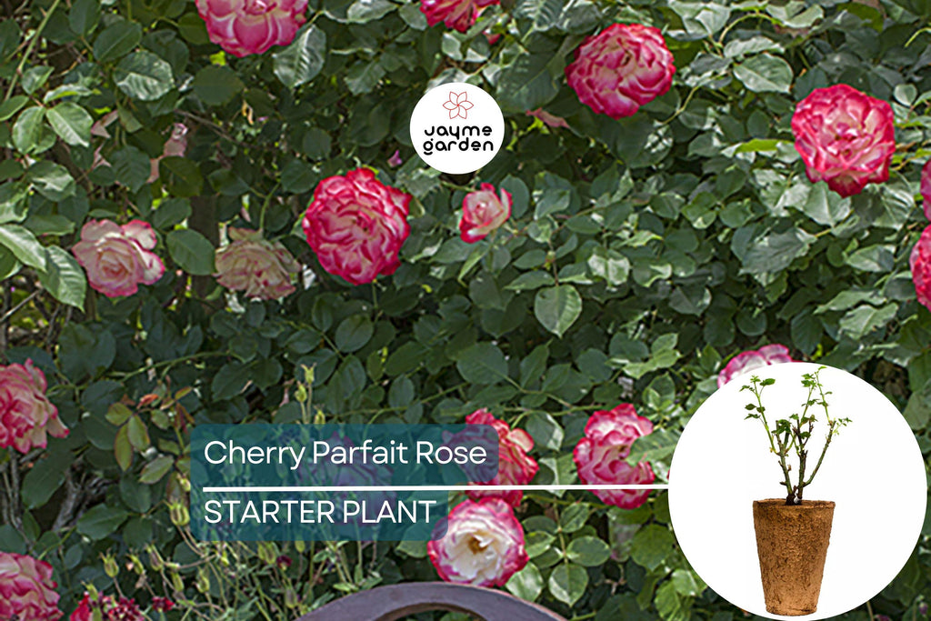 Cherry Parfait Rose – 1.5 Gal Pot | Fragrant Red & White Grandiflora | Own-Root, Heavy Reblooming | Zones 5-10