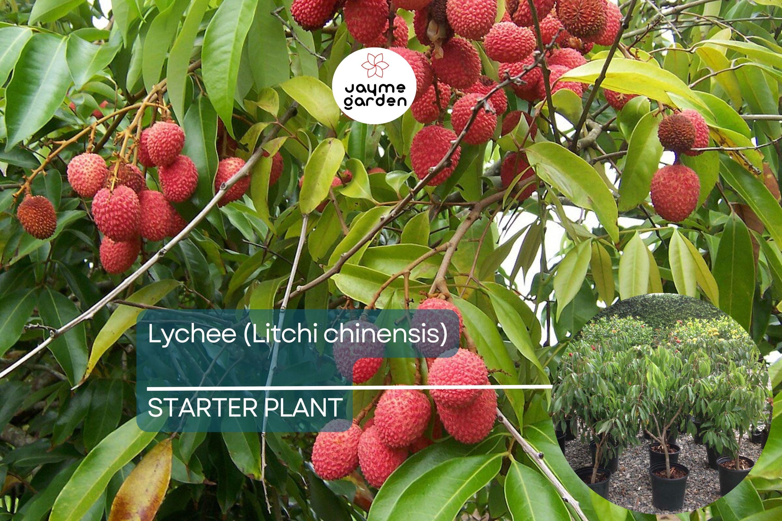 1 Lychee (Litchi chinensis) Tropical Live Fruit Tree – 12”-24” Rooted Cutting, Sweet Fragrant Fruit, Rare Exotic Starter Plant