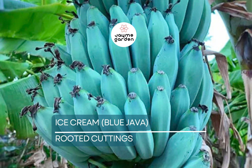 Musa Ice Cream (Blue Java) Banana Tree – Small Rooted Starter Plant – Live Banana Plant