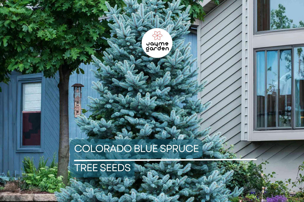 20 Colorado Blue Spruce Seeds (Picea pungens) – Cold Hardy Evergreen, Bonsai Potential, 115ft Mature Height