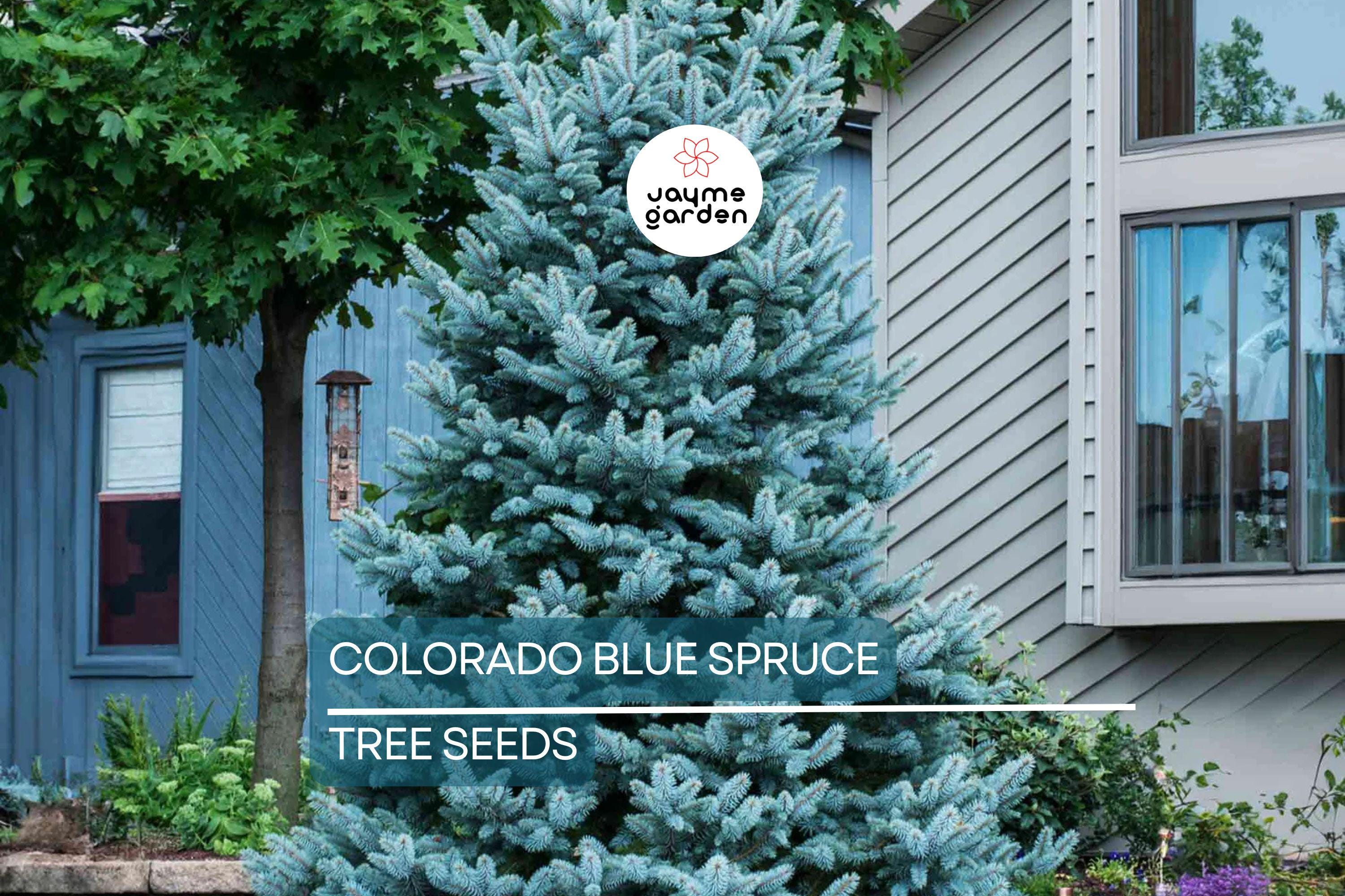 20 Colorado Blue Spruce Seeds (Picea pungens) – Cold Hardy Evergreen, Bonsai Potential, 115ft Mature Height