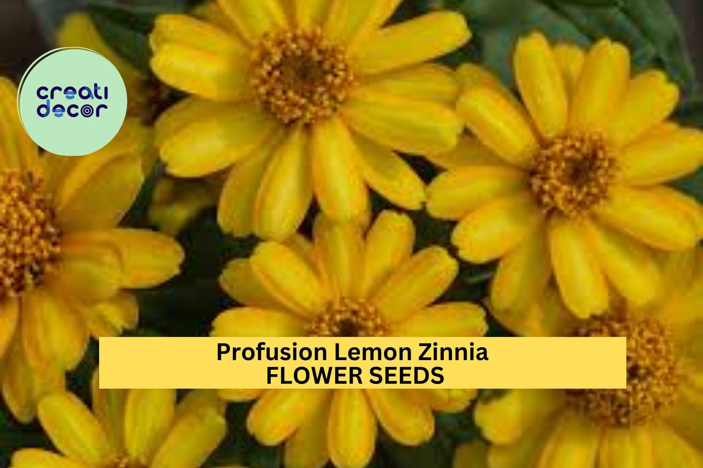 100+ Profusion Lemon Zinnia Seeds – Soft Yellow Blooms for Garden Planting, Compact Annuals for Borders, Beds & Containers – USA