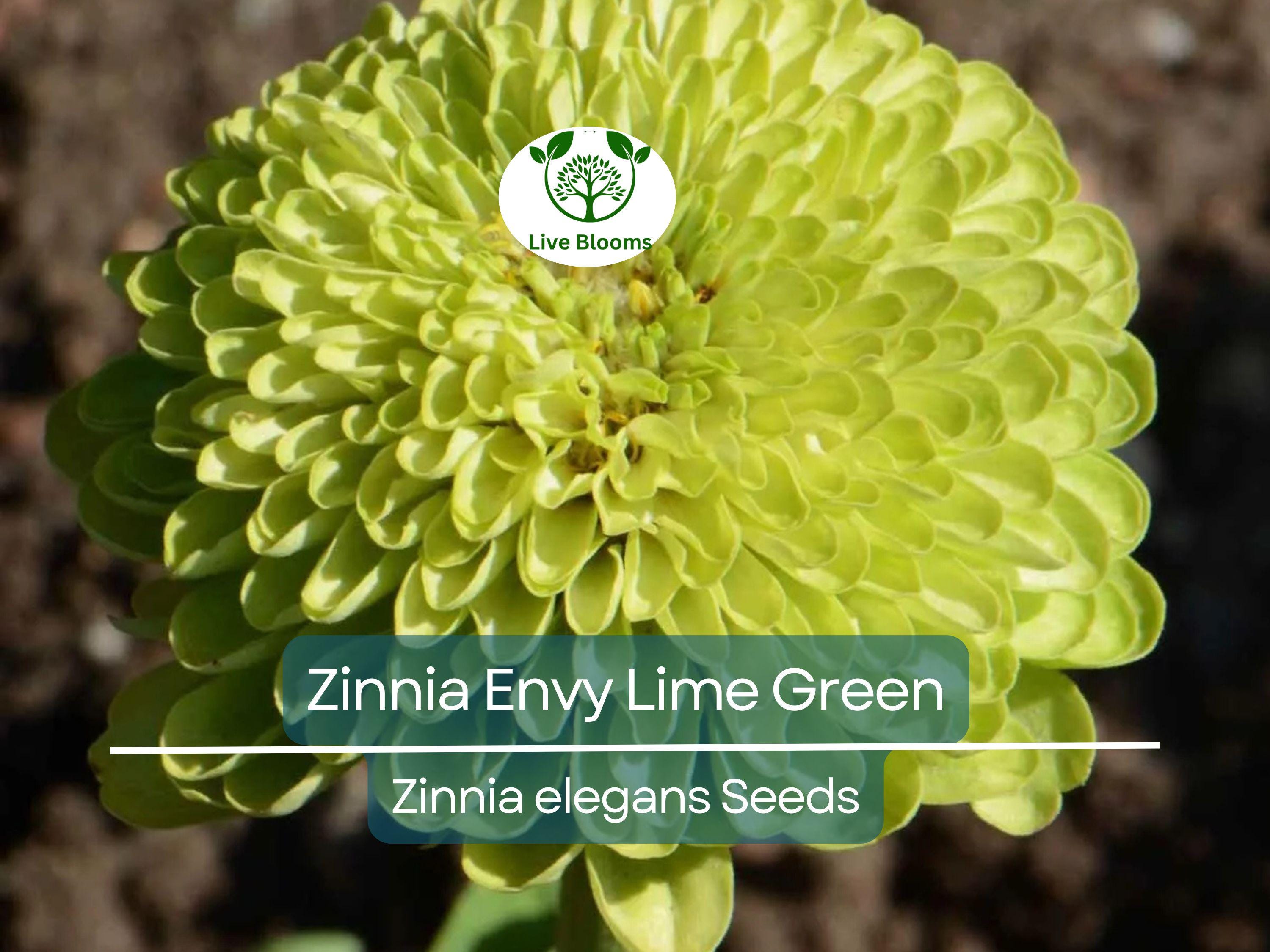 200 Seeds Zinnia Envy Elegans Lime Green Flowers RARE, Non-GMO, Pollinator-Friendly, Butterflies Love, Unique Garden Blooms, Easy to Grow