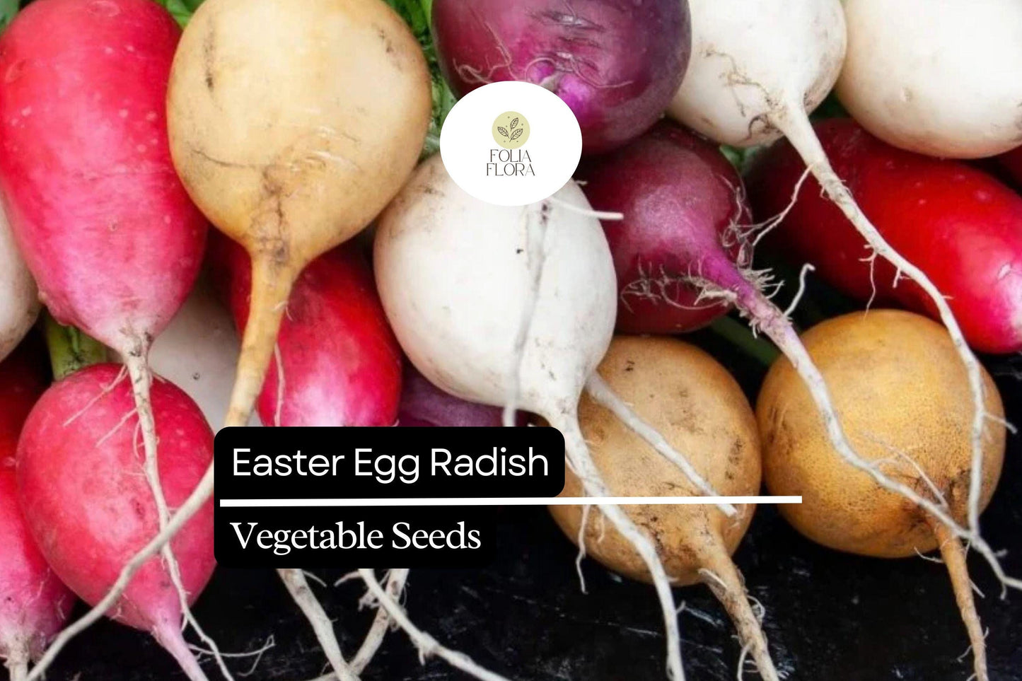 500+ Easter Egg Radish Seeds – Colorful Heirloom Blend, Fast-Growing & Crisp