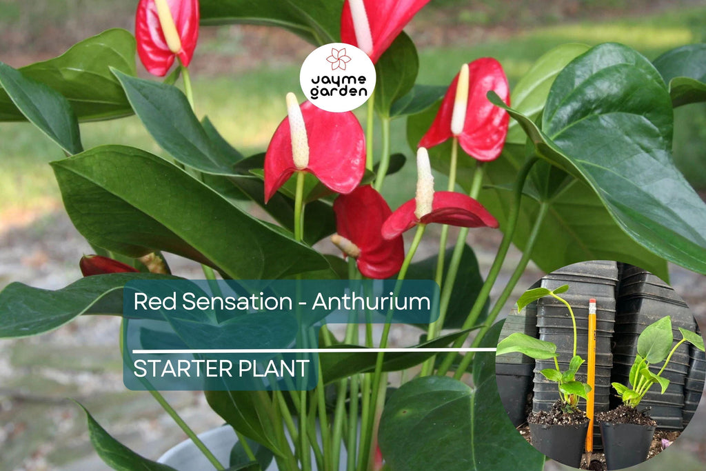 Red Sensation Anthurium Starter Plant - Live Well Rooted Seedling - King Veitchii, Indoor & Outdoor Flowering Plant