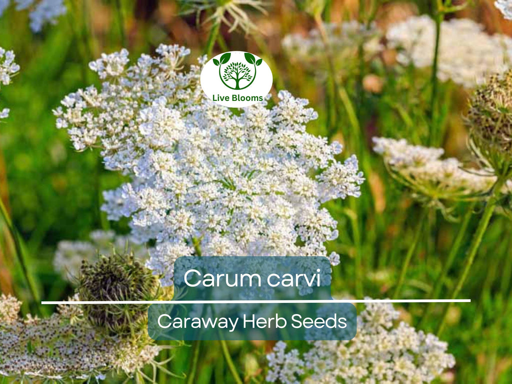 300 Caraway Seeds for Planting - Carum carvi - Fresh Herb for Cooking, Baking, Garden Use, Easy to Grow, Organic Seeds