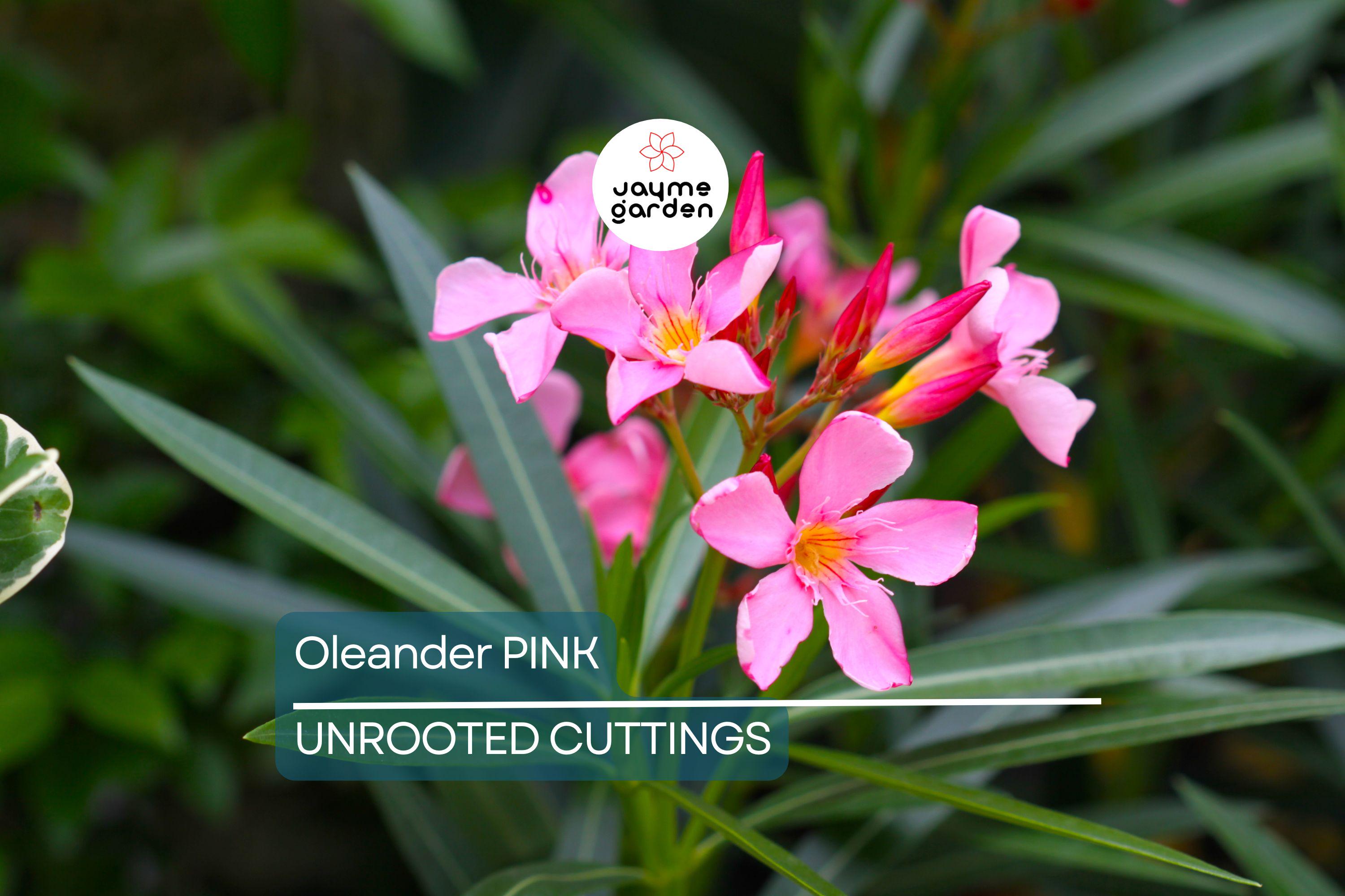 7 Oleander Pink Live Flower Cuttings | 7" Long | Fresh & Healthy | Easy to Root | Ready for Propagation | Organic Plant Cuttings