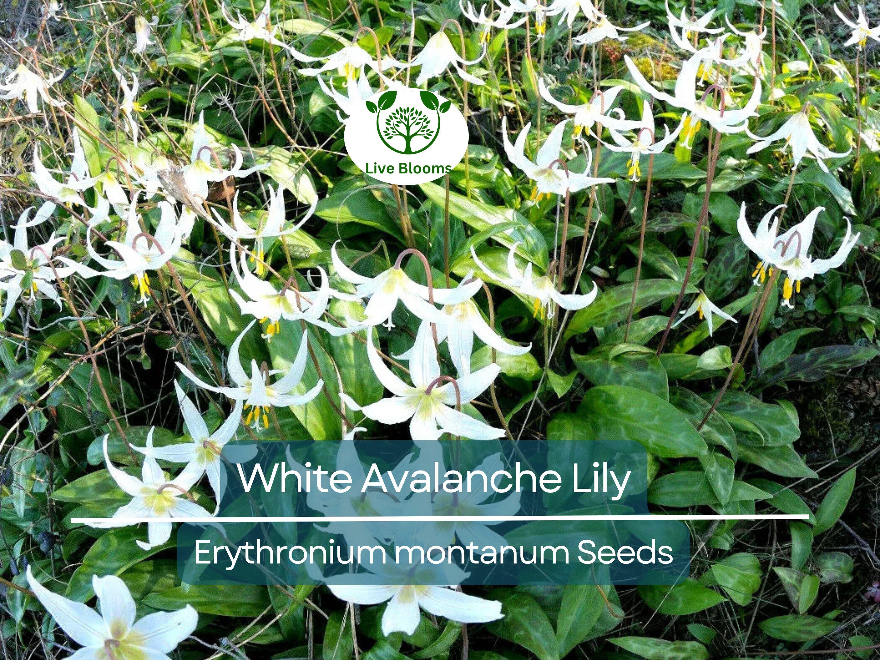 10 White Avalanche Lily Seeds (Erythronium Montanum) | Perennial Flower, Beautiful White Blooms, Easy to Grow, Shade Loving