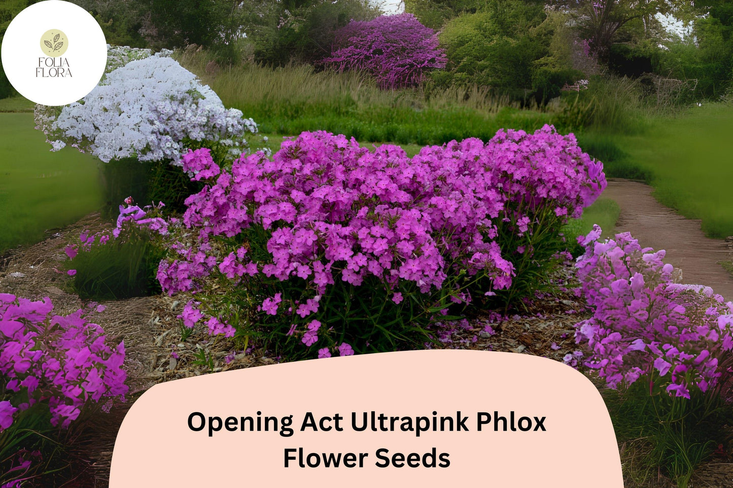 100+ Opening Act Ultrapink Phlox Seeds – Vibrant Perennial Garden Flowers, Phlox Hybrid