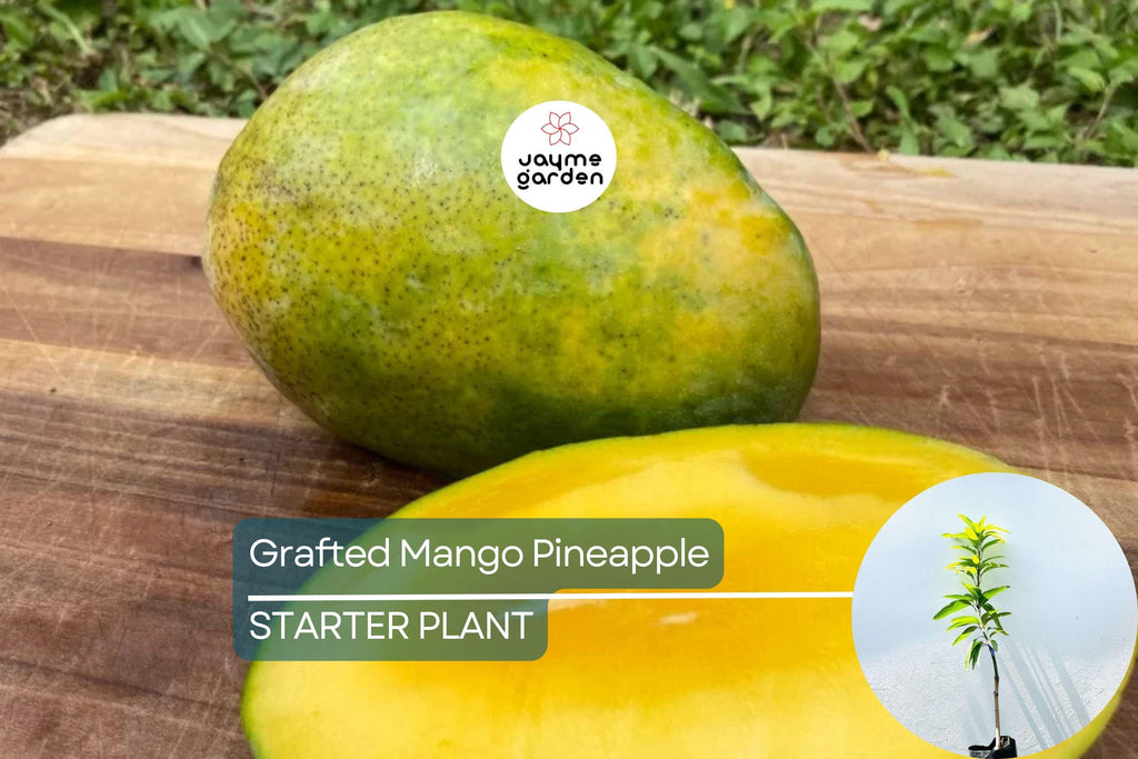 Grafted Mango Pineapple Tree Live Fruit Plant 3’-4’ | Tropical Flavor with Hints of Pineapple | Easy Care for Home Gardens | USDA Zones 9-11