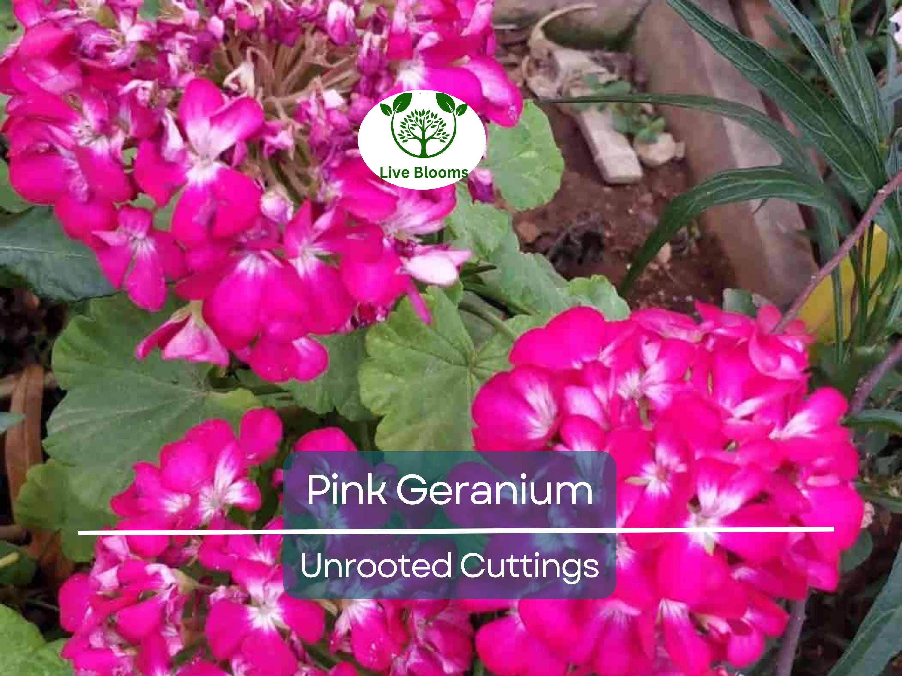 12 Hardy Fragrant Pink Flower Geranium Unrooted Cuttings - Ideal for Propagation, Container Plants, Garden Borders, and Pollinator-Friendly