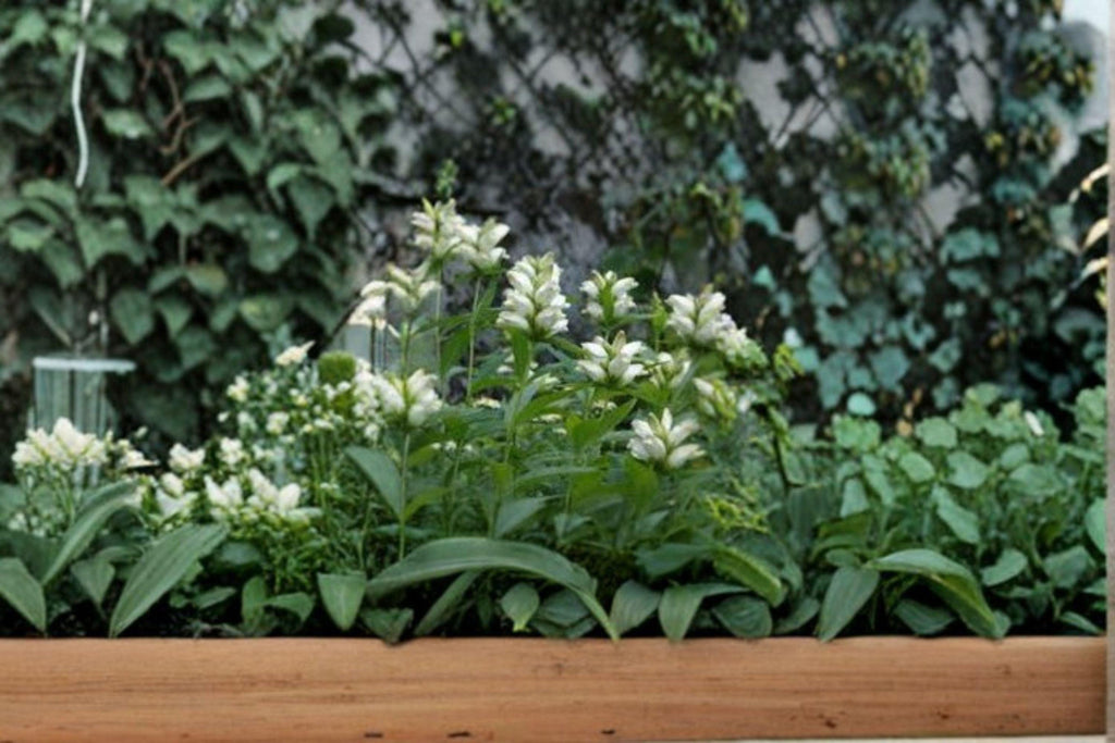 White Turtlehead – Chelone glabra Seeds | 50 Seeds | Native Flower | Moist Shade Pollinator Plant