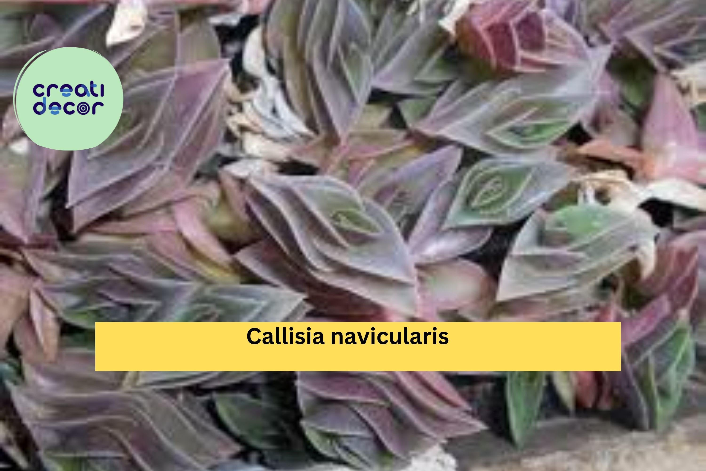 Callisia navicularis Live Cutting – Semi Rooted Succulent Form with Pink Flowers, Trailing Vine for Indoor Pots or Rock Gardens Zones 9–11