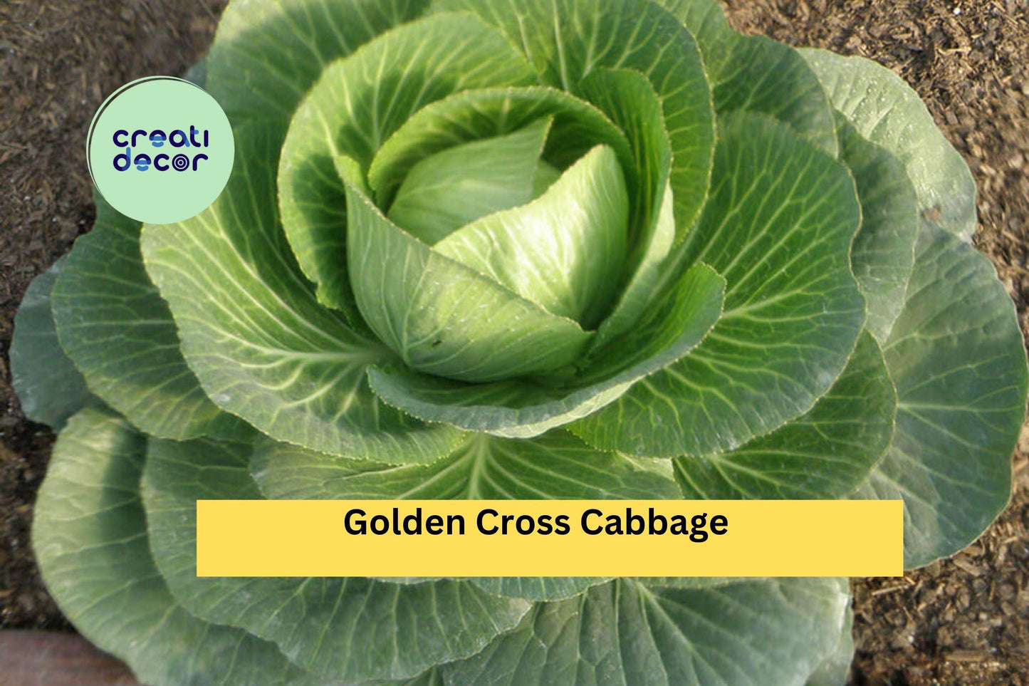 Golden Cross Cabbage Plants | Set of 4 Live 6-Inch Starters | Brassica oleracea Compact Cabbage Variety for Garden Growing