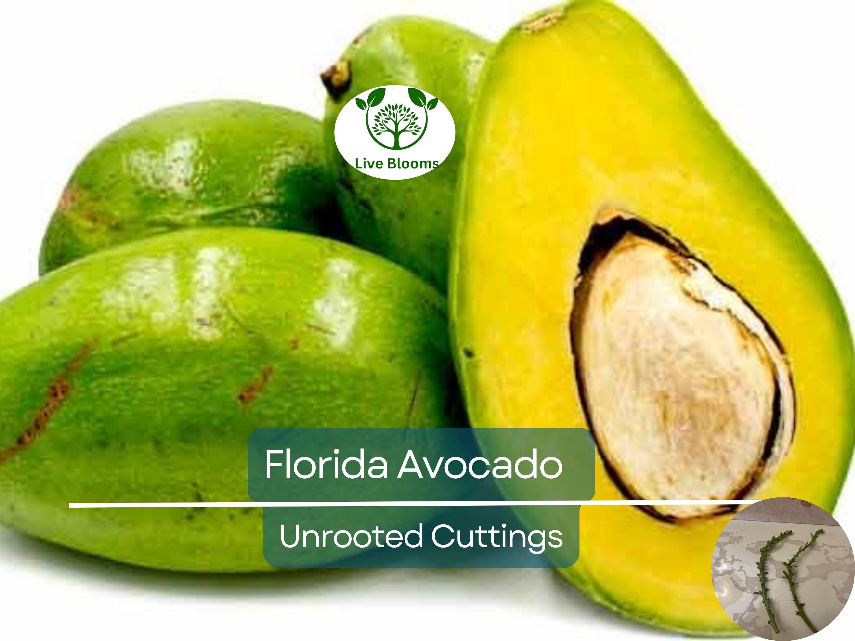 2 Full Florida Avocado Unrooted Cuttings for Grafting - Persea americana Choquet - Grows Huge Fruit - Perfect for Backyard Garden