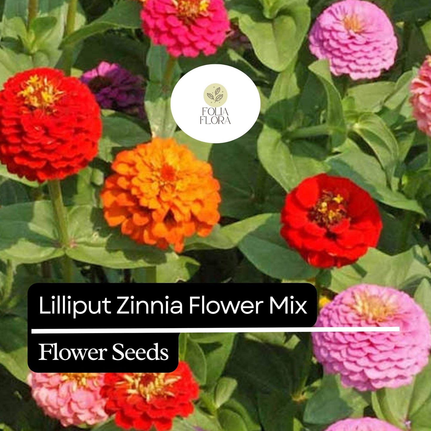 100 Lilliput Zinnia Seeds – Heirloom, Compact, Colorful Mix, Non-GMO, Easy-to-Grow