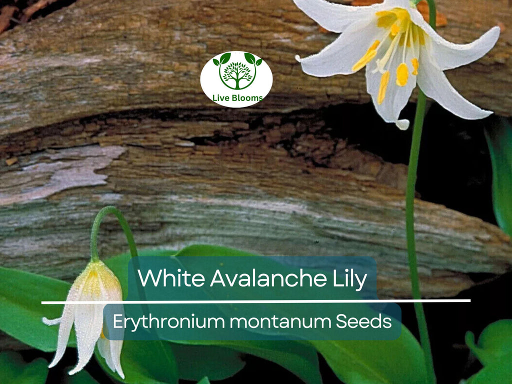 10 White Avalanche Lily Seeds (Erythronium Montanum) | Perennial Flower, Beautiful White Blooms, Easy to Grow, Shade Loving