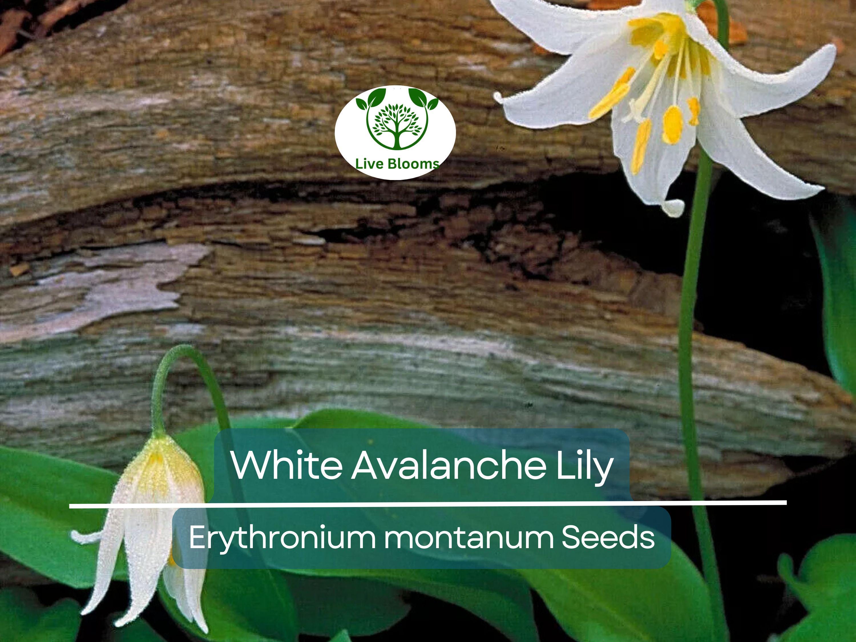 10 White Avalanche Lily Seeds (Erythronium Montanum) | Perennial Flower, Beautiful White Blooms, Easy to Grow, Shade Loving