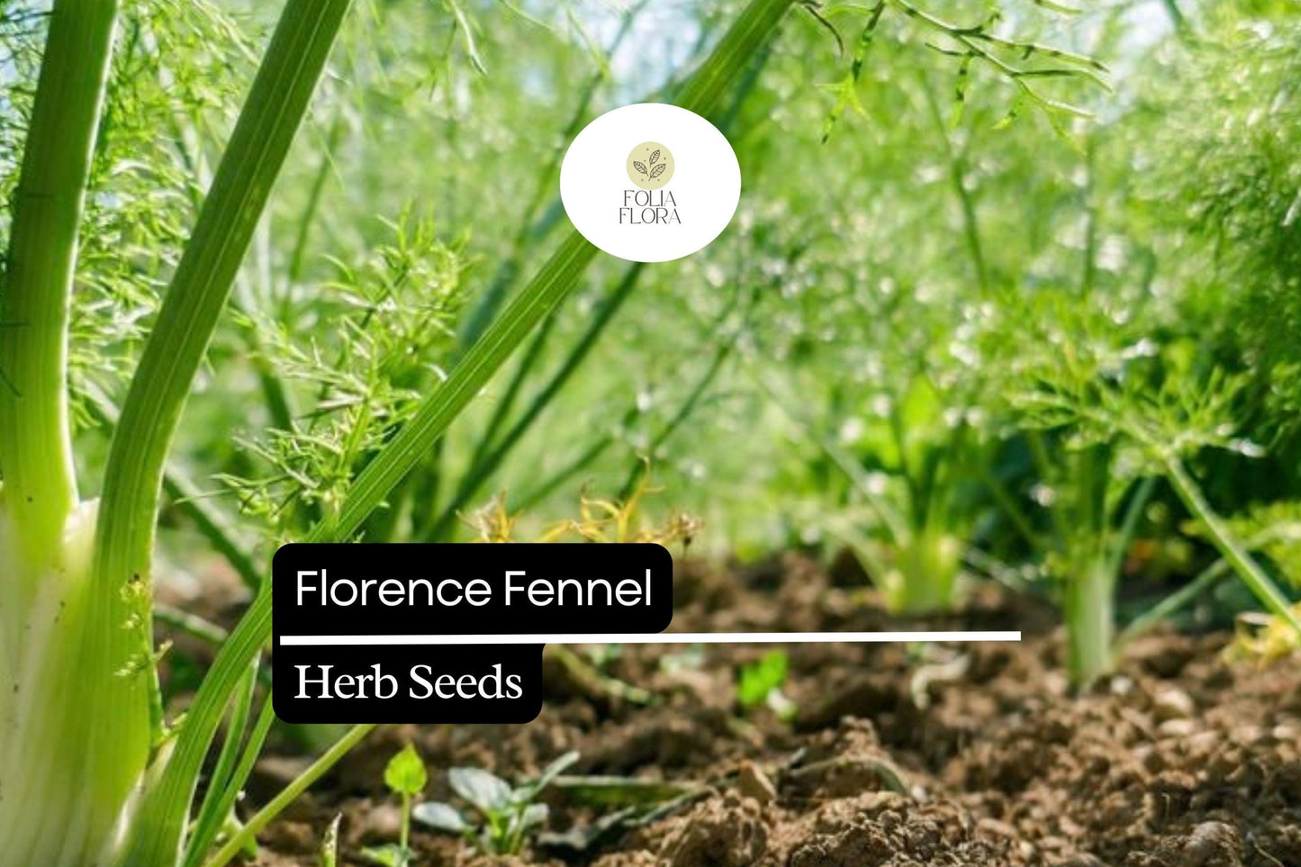 300 Seeds Florence Fennel (Foeniculum vulgare var. azoricum) - Sweet Bulb & Aromatic Herb for Culinary Use