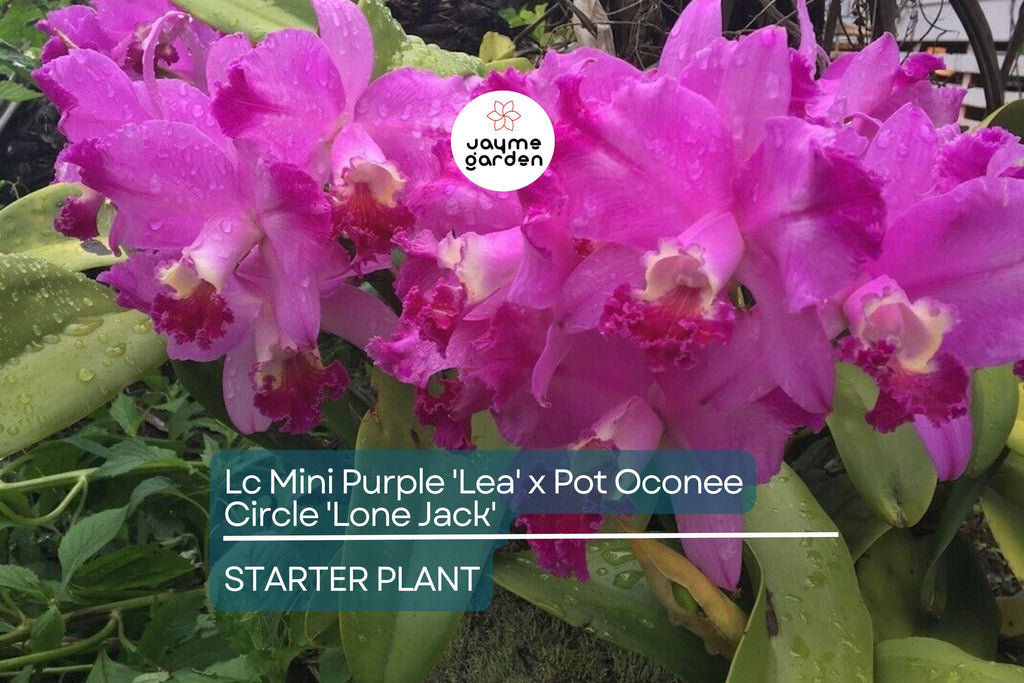Lc Mini Purple 'Lea' x Pot Oconee Circle 'Lone Jack' Orchid | Live Starter Plant | Tropical Purple Blooms | Potted 3-Inch