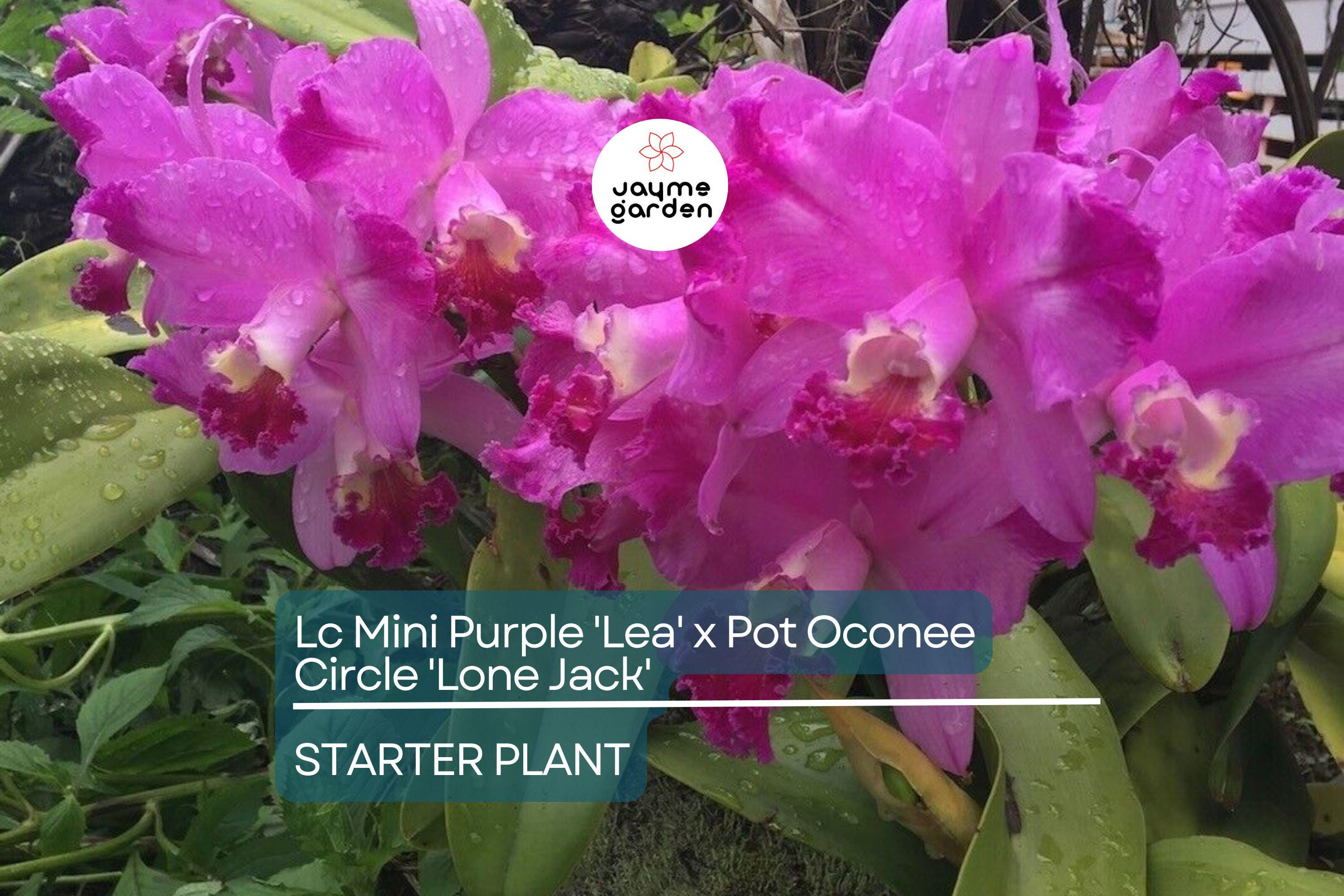 Lc Mini Purple 'Lea' x Pot Oconee Circle 'Lone Jack' Orchid | Live Starter Plant | Tropical Purple Blooms | Potted 3-Inch