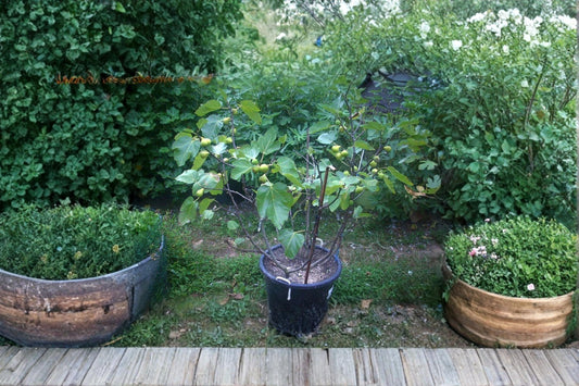 Adriatic JH Fig 6 Cuttings 8 Inch+ (Ficus carica) White Fig Variety