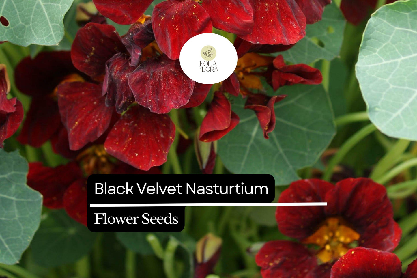 Black Velvet Nasturtium (Tropaeolum majus) – Striking Dark Flowers, Edible Blooms, Ideal for Gardens and Containers
