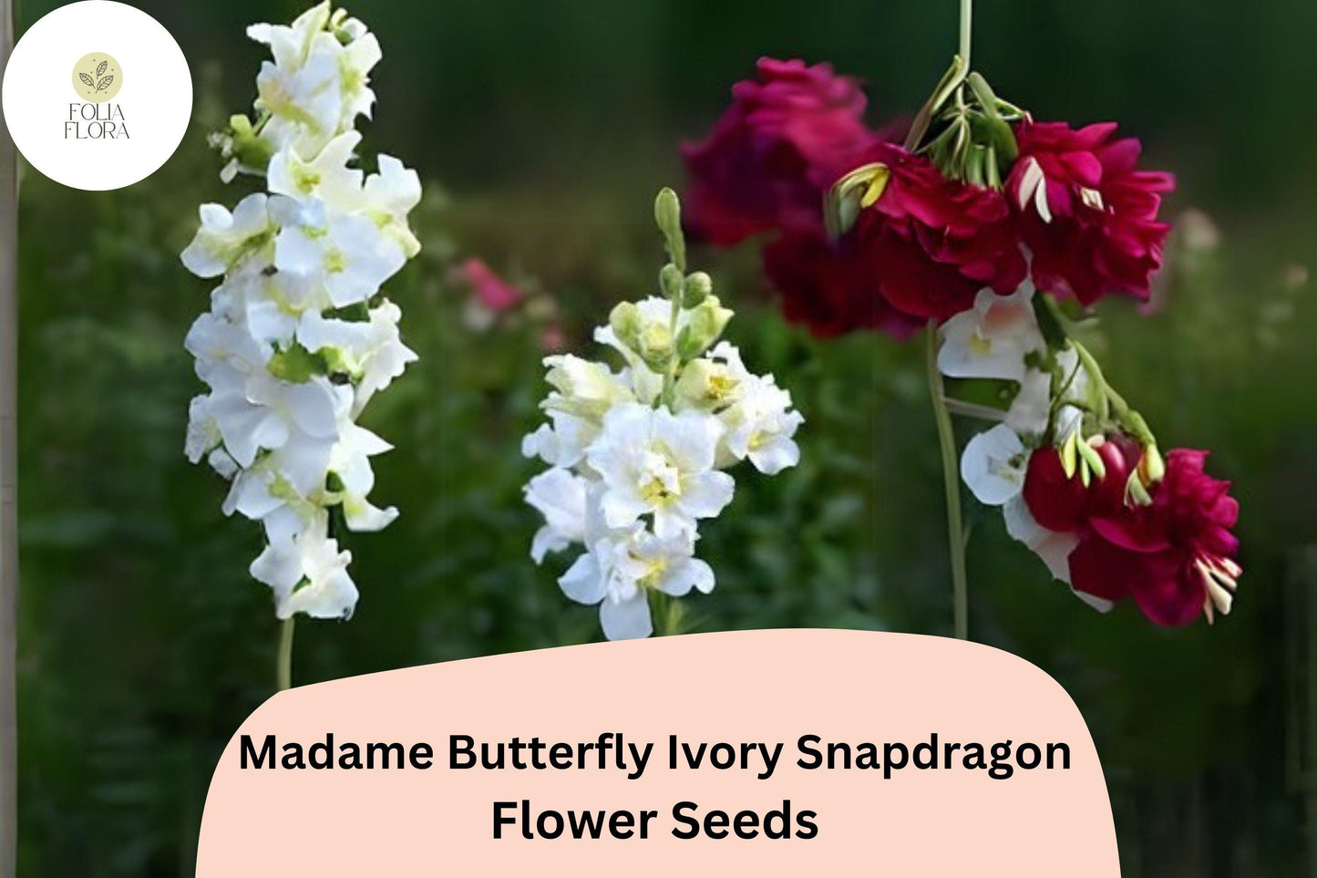 Antirrhinum majus Madame Butterfly Ivory Snapdragon Seeds – 1000+ Ruffled Blooms for Garden & Cut Flowers