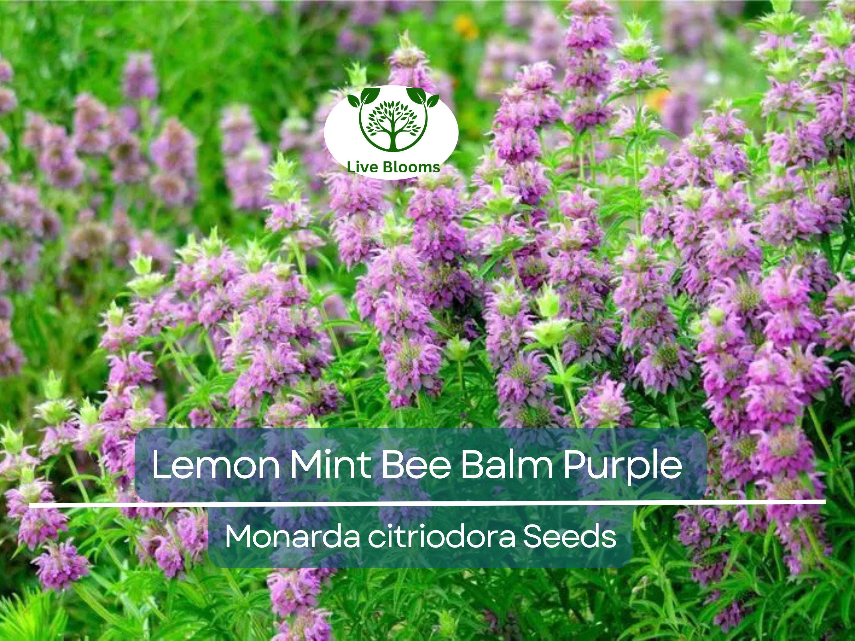 500 Lemon Mint Bee Balm Seeds | Monarda citriodora | Purple Heirloom Flower | Non-GMO | Pollinator Magnet | Edible & Aromatic Herb