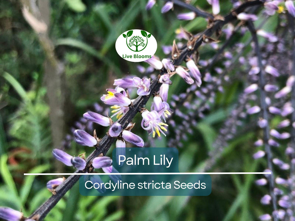 15 Easy Indoor Houseplant Seeds | Palm Lily (Cordyline stricta), Tropical Indoor Plant, Low Maintenance, Non-GMO, Decorative Houseplant