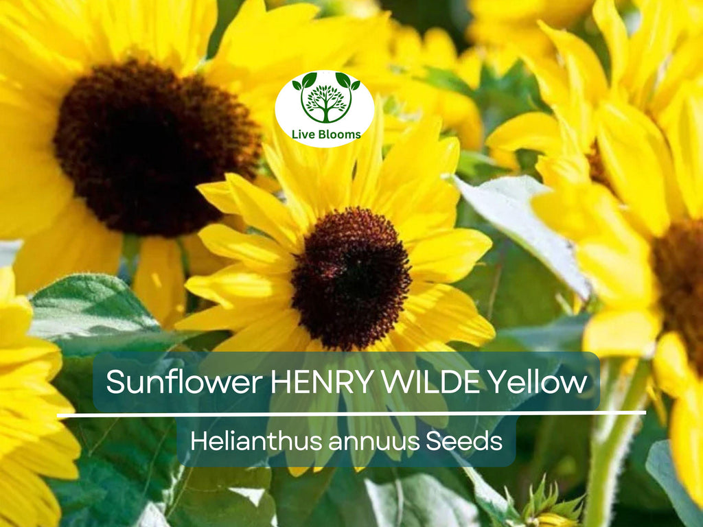 100 Seeds Sunflower HENRY WILDE Yellow (Helianthus annuus), Multiple Blooms, Attracts Birds, Bees & Butterflies, Perfect for Garden, Non-GMO