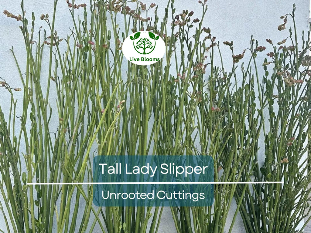 5 Stems Tall Lady Slipper (Pedilanthus) Succulent Unrooted Cuttings 3-12" | Easy Root, Unique Indoor Plant