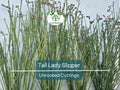 5 Stems Tall Lady Slipper (Pedilanthus) Succulent Unrooted Cuttings 3-12" | Easy Root, Unique Indoor Plant
