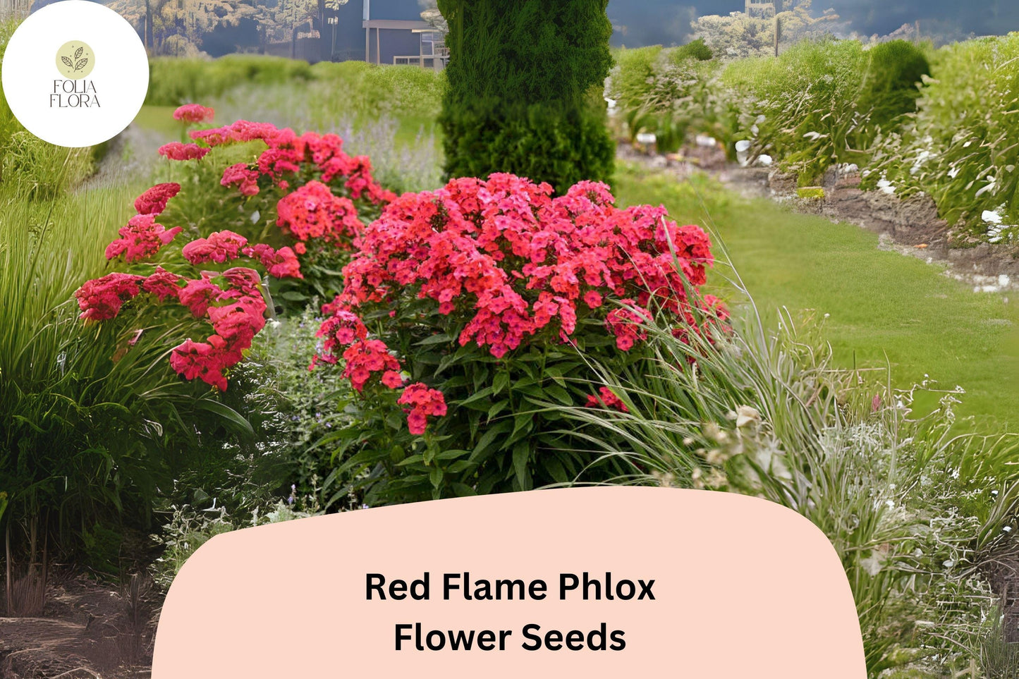 100+ Red Flame Phlox Seeds – Tall Perennial Garden Flower Seeds, Phlox paniculata