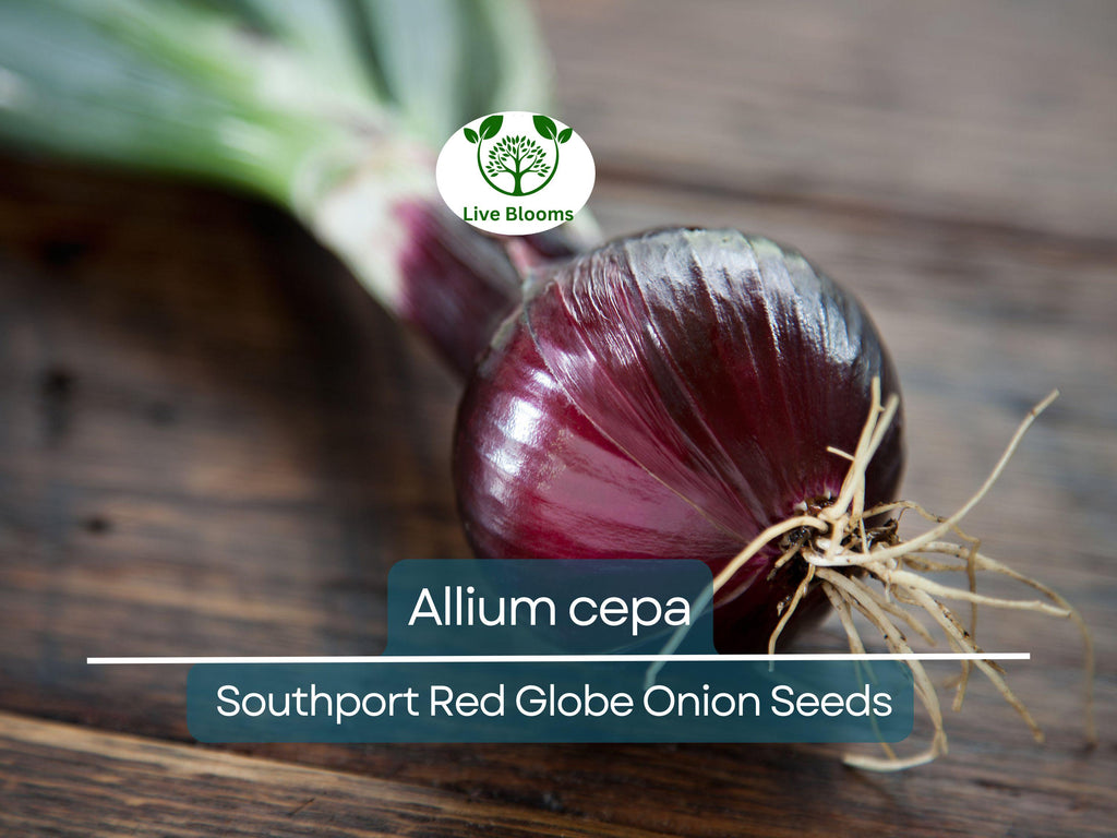 250 mg Seeds Onion Southport Red Globe – Allium cepa | Heirloom Red Onion Seeds for Planting, Gardening & Flavorful Culinary Use
